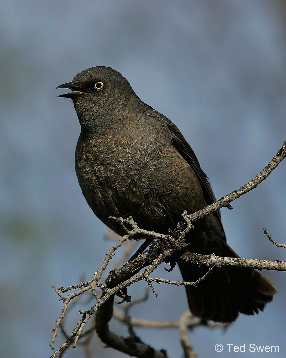 blackbird teddy