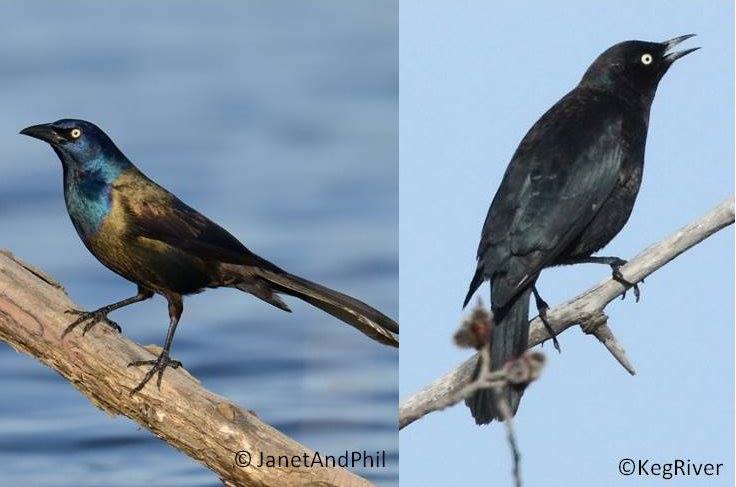 Male Common Grackles (left) have glossy purple heads, heavy bills, and elongated bodies. In the spring, male Rusty Blackbirds (right) are a glossy black with a more slender bill and a less wedge-shaped tail.