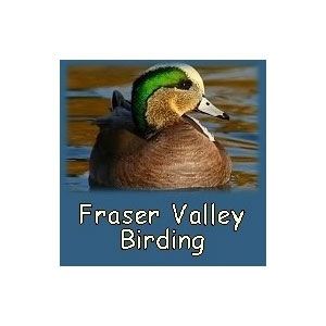fraser_valley_birding
